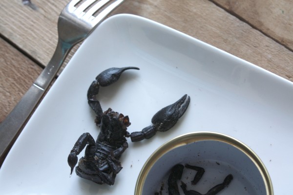 scorpion-a-manger4